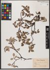 Foto von Salix reticulata L.